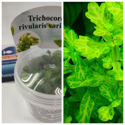 Дубок мексиканский мраморный (меристемное растение), d 6,5